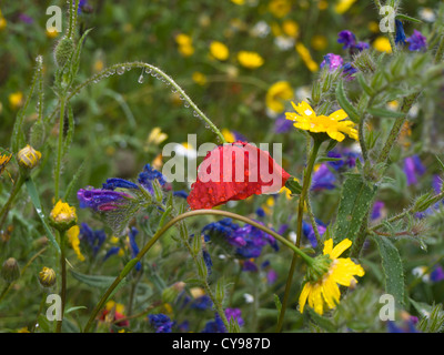Wild flowers with poppy after the rain with raindrops in field in Andalusia Spain Stock Photo