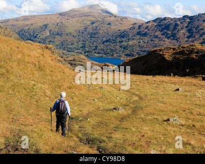 Senior walker looking at view to Moel Siabod across Nant Gwynant valley from Hafod Y Llan footpath in Snowdonia North Wales UK Stock Photo