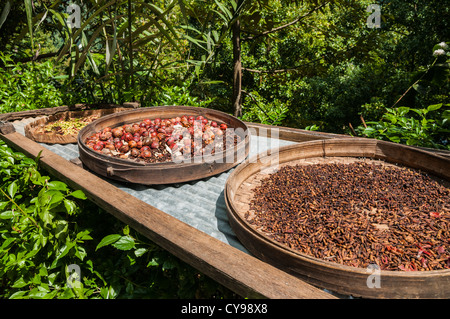 Various spices, cloves and nutmeg, drying, in the village of Gitgit near Singaraja, Northern Bali, Indonesia. Stock Photo