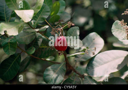 Anacardium occidentale, Cashew nut. Stock Photo