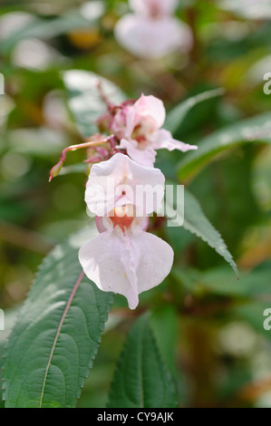 Garden balsam (Impatiens balsamina) Stock Photo