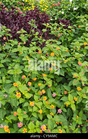 West Indian lantana (Lantana camara) Stock Photo