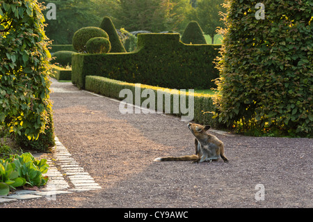 Red fox (Vulpes vulpes) grooming itself, Britzer Garten, Berlin, Germany Stock Photo