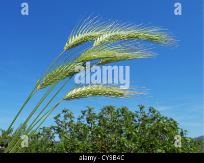 Green ears of wheat Stock Photo