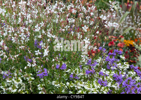 Butterfly gaura (Gaura lindheimeri) and fairy fan-flower (Scaevola aemula) Stock Photo