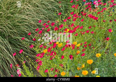 Red flax (Linum grandiflorum 'Rubrum') and Californian poppy (Eschscholzia californica) Stock Photo