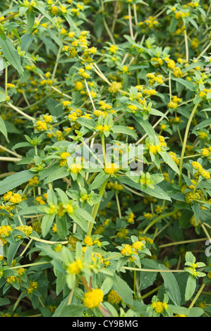 Clustered yellowtops (Flaveria trinervia) Stock Photo