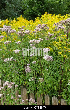 Hemp agrimony (Eupatorium cannabinum) and Canada goldenrod (Solidago canadensis) Stock Photo