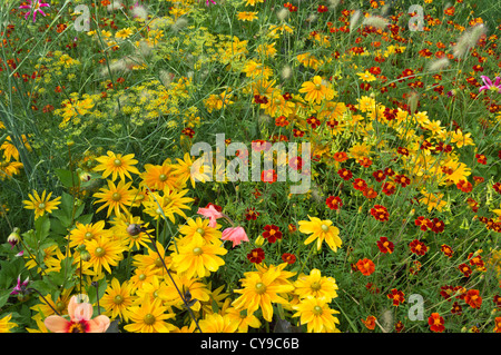 Cone flowers (Rudbeckia), marigolds (Tagetes) and fennel (Foeniculum vulgare) Stock Photo