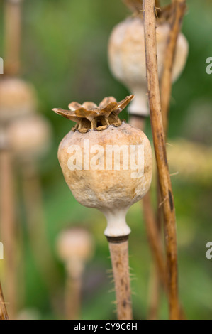 Opium poppy (Papaver somniferum) Stock Photo