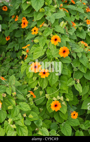 Black-eyed Susan (Thunbergia alata) Stock Photo