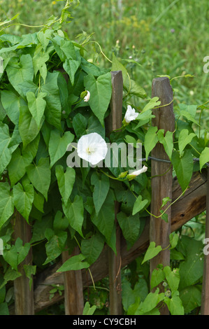 Hedge bindweed (Calystegia sepium syn. Convolvulus sepium) Stock Photo