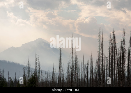Boreal Forest burnt and a forest fire raging on Octopus Mountain in Kootenay National Park, Canada. Stock Photo