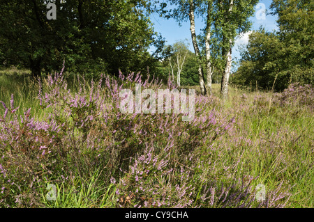 Common heather (Calluna vulgaris) and birches (Betula), De Meinweg National Park, Netherlands Stock Photo