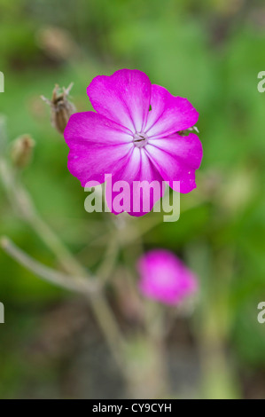 Crown pink (Lychnis coronaria syn. Silene coronaria) Stock Photo