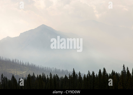 Boreal Forest burnt and a forest fire raging on Octopus Mountain in Kootenay National Park, Canada Stock Photo