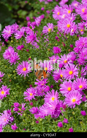 Bushy aster (Aster dumosus 'Nesthäkchen') and peacock butterfly (Inachis io) Stock Photo