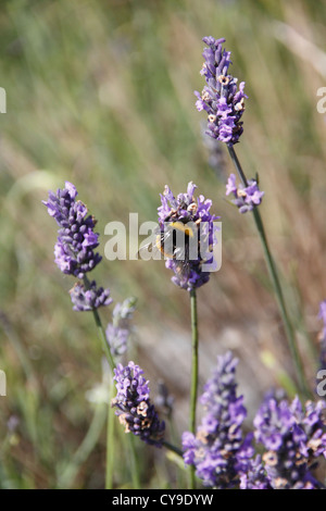 Bumblebee on Lavender  Bombus sp Stock Photo