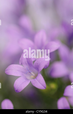 Campanula isophylla, Italian bellflower or Trailing campanula. Close-up of small purple mauve flowers. Stock Photo
