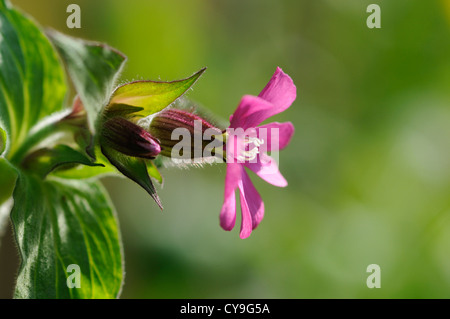 Silene dioica, Red Campion or Catchfly, Purple flower and bud growing on a plant outdoors in a green sunny spring garden.. Stock Photo