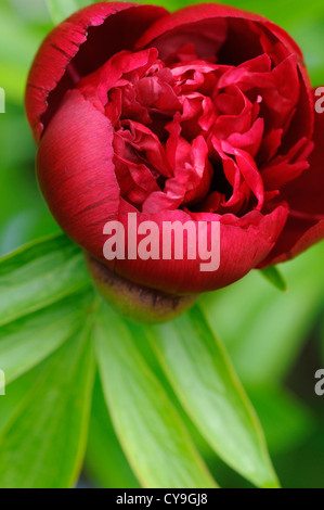 Paeonia officinalis, Peony. Close-up of single deep red flower growing on a leafy stem of the shrub. Stock Photo