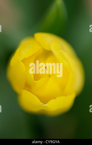 Tulipa cultivar, Tulip. Overhead view of bright yellow flower in shallow focus against a leafy green background. Stock Photo