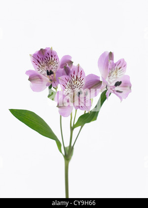 Alstroemeria cultivar, Peruvian lily. Purple flowers on a single stem against a white background.