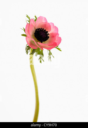 Anemone coronaria, Garden anemone, Single open pink flower on a stem against a white. Stock Photo