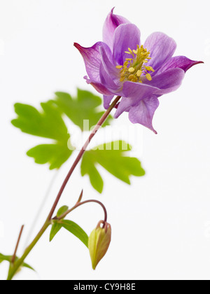 Aquilegia vulgaris, Columbine, Purple flower and bud on a stem against a white background.
