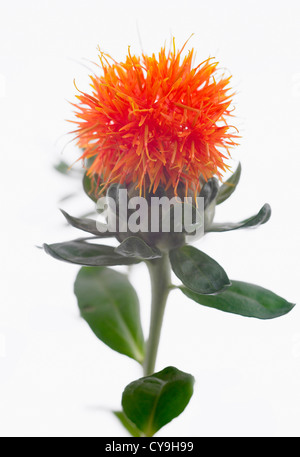 Carthamus tinctorius, Safflower or False saffron. Orange coloured wild flower from Asia on leafy stem against white background. Stock Photo