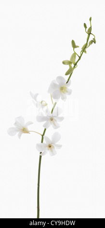 Dendrobium 'Living dreams white', Orchid, White flowers and buds on single stem against a white background.