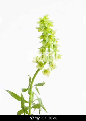 Fritillaria persica 'Ivory Bells', Fritillary. Flowering single stem with white bell shaped flowers against a white background. Stock Photo