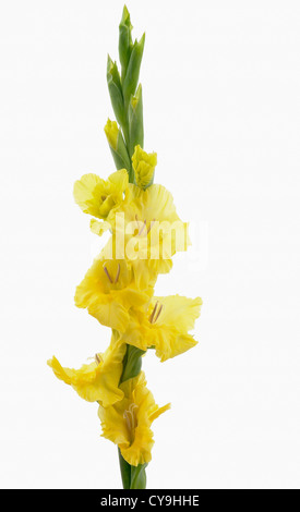Single stem of yellow flowering gladiola, Gladiolus 'Lemon Drop', against a white background. Stock Photo