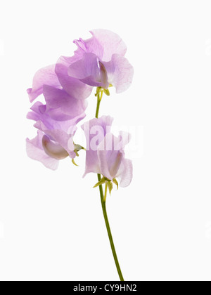 Lathyrus odoratus, Sweet pea. Stem with light purple flowers against a white background