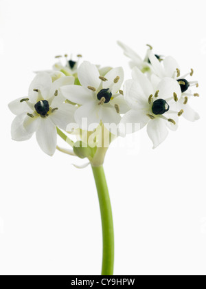 Ornithogalum arabicum, Star of Bethlehem white flowers on single stem against a white background Stock Photo