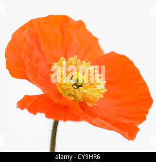 Papaver nudicaule 'Champagne Bubbles', Icelandic poppy. Orange coloured flower on stem against a white background. Stock Photo