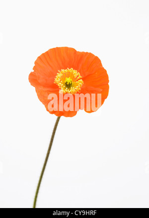 Papaver nudicaule 'Champagne Bubbles', Icelandic poppy. Orange coloured flower on stem against a white background. Stock Photo