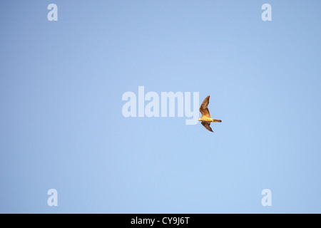 An Eleonora's falcon (Falco eleonorae) over the island of Lemnos, Greece. Stock Photo