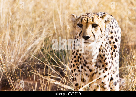 Cheetah in the bush Stock Photo