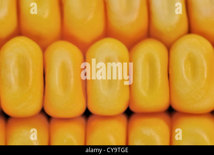 close up of the corn kernels Stock Photo