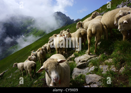 Sheepflock on Ruederigsgrat, Kandertal, Bernese alps, Switzerland Stock Photo