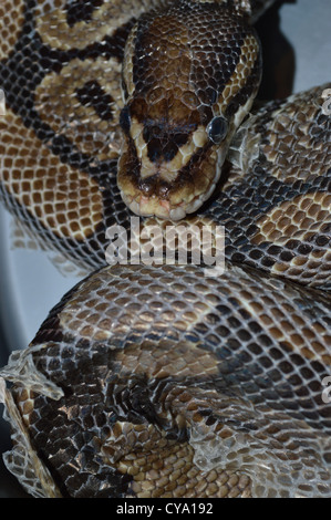 Ball Python snake in the shedding stage, resting and curled up Stock Photo