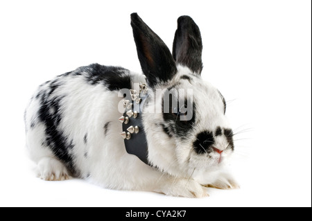 portrait of dwarf bunny with leather collar in front of white background Stock Photo