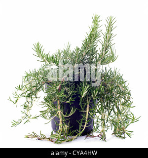 Rosemary in pot in front of white background Stock Photo