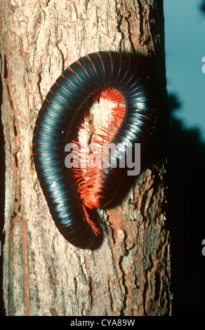 Warningly coloured giant millipede (Epibolus pulchripes) female grooming her legs Kenya Stock Photo