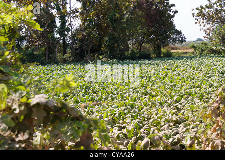 Growing Tobacco in rural Laos Stock Photo