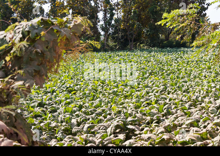 Growing Tobacco in rural Laos Stock Photo