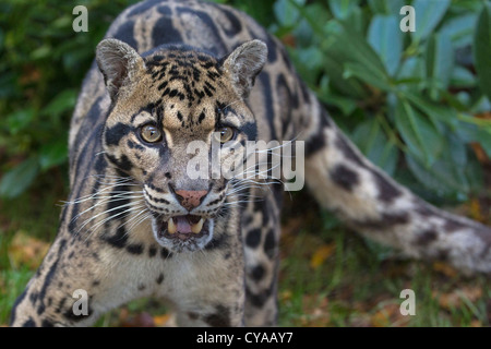 Clouded Leopard Stock Photo