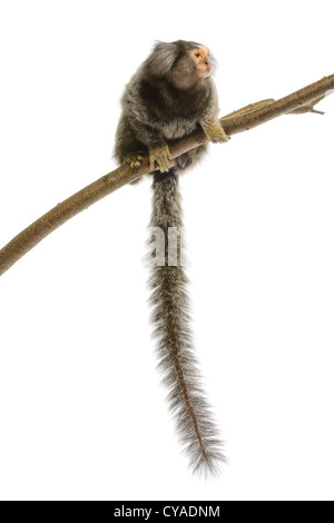 Marmoset monkey on white background Stock Photo