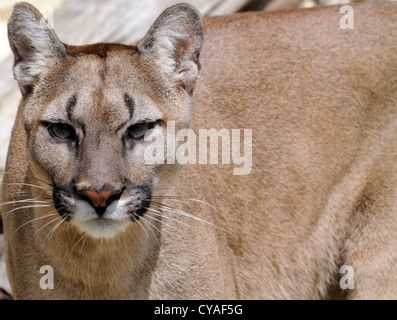 Mountain Lion (Puma concolor), also known as the cougar, puma, mountain lion, panther, catamount.  Captive animal. Stock Photo